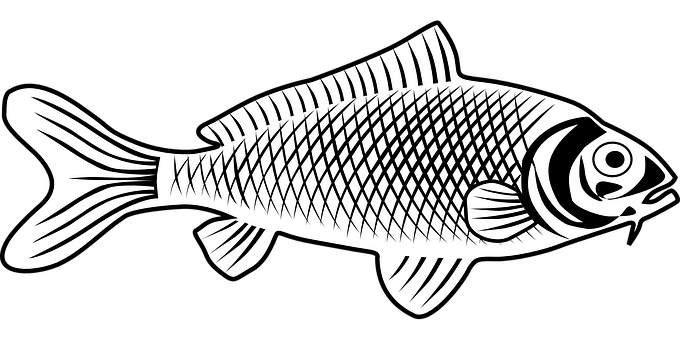 Stylized Blackand White Fish Illustration PNG image