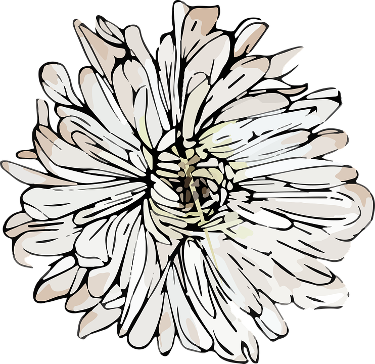 Stylized Chrysanthemum Illustration PNG image