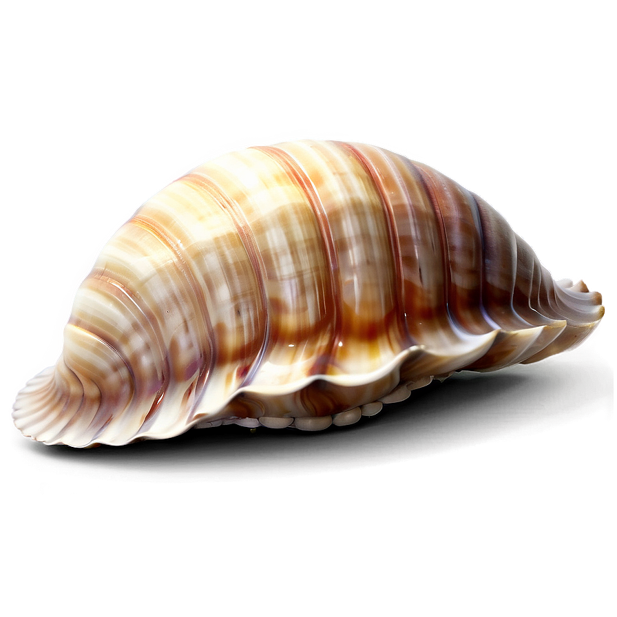 Stylized Clam Shell Png Laf PNG image