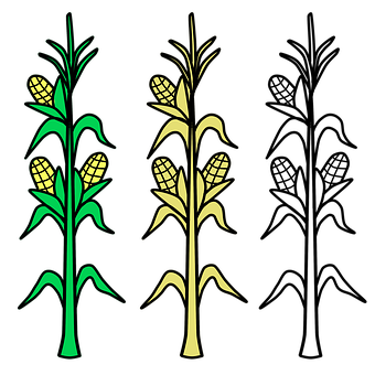 Stylized Corn Stalks Illustration PNG image