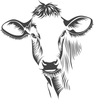 Stylized Cow Portrait Black Background PNG image