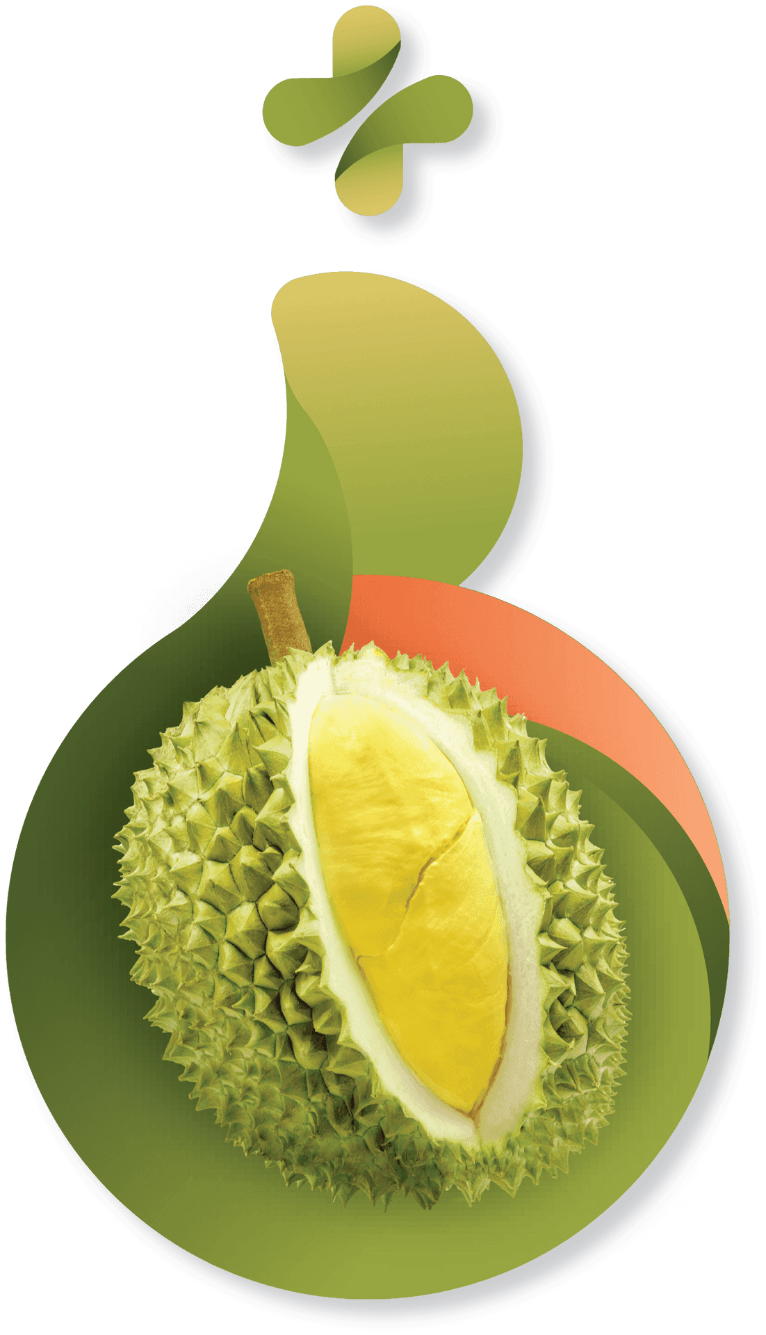 Stylized Durian Fruit Graphic PNG image