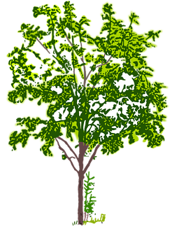 Stylized Green Tree Illustration PNG image