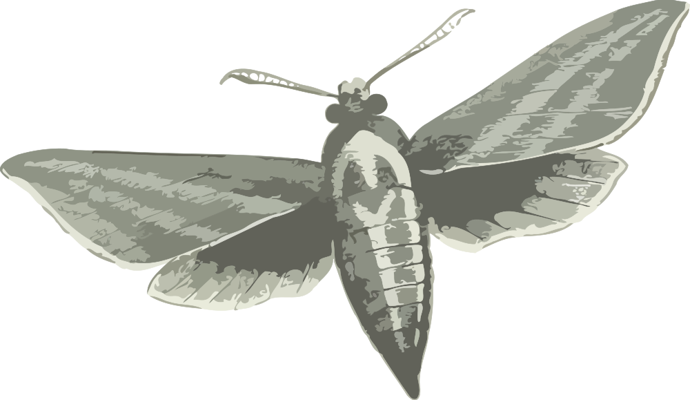 Stylized Moth Illustration PNG image