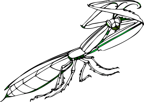 Stylized Praying Mantis Illustration PNG image