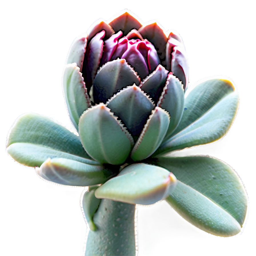 Stylized Succulent Png 30 PNG image