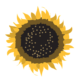 Stylized Sunflower Graphic PNG image