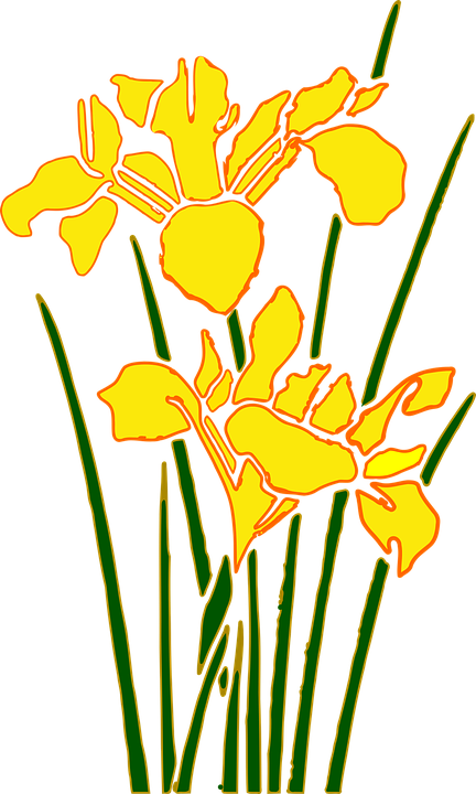 Stylized Yellow Iris Floral Art PNG image