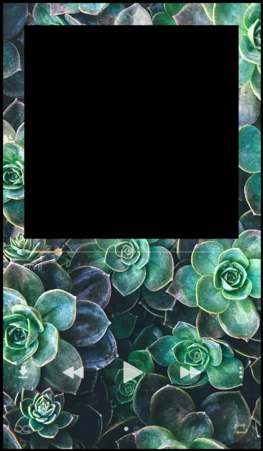 Succulent Frame Greenery Background PNG image