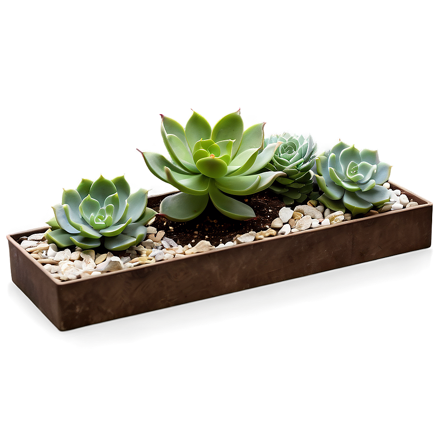 Succulent Garden Png Req78 PNG image