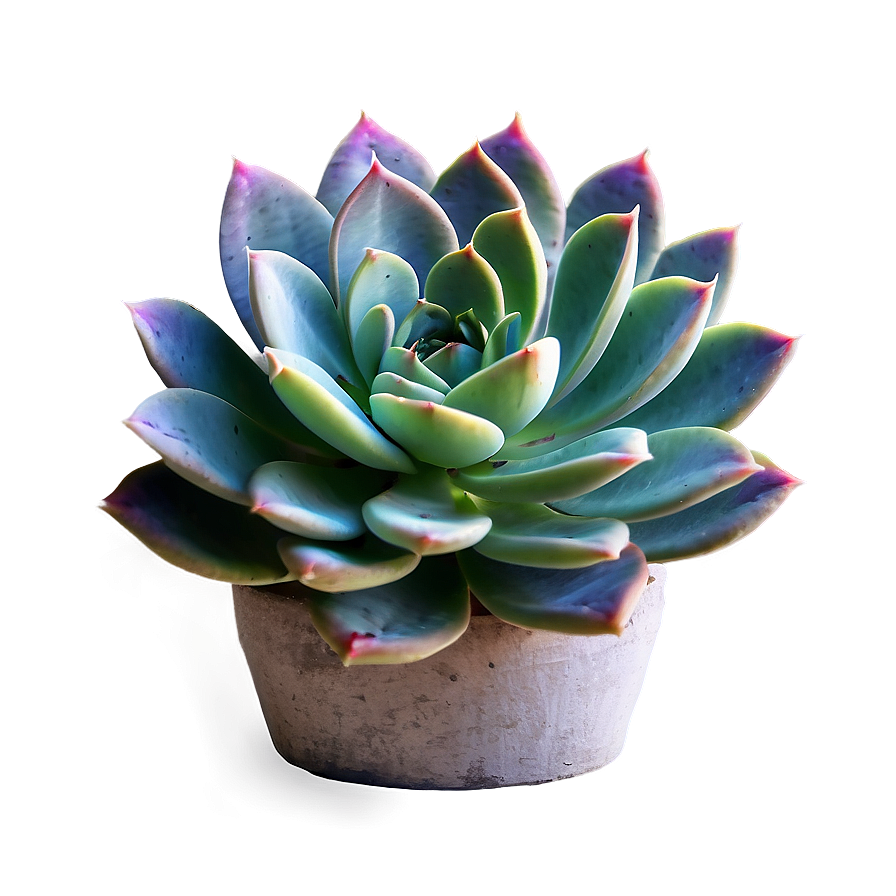 Succulent Plant Png 05242024 PNG image