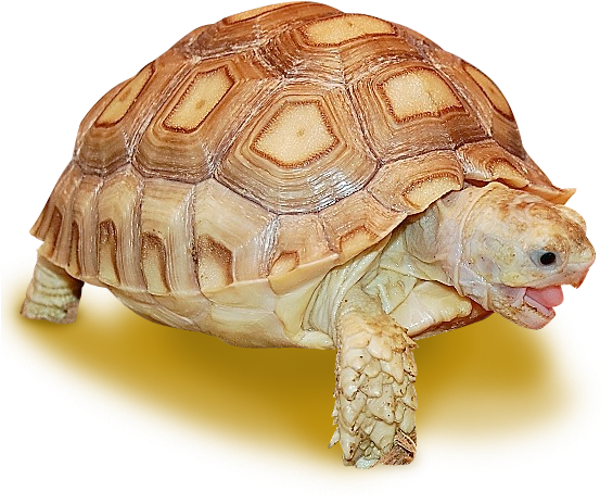 Sulcata Tortoise Yawningon Yellow Background PNG image