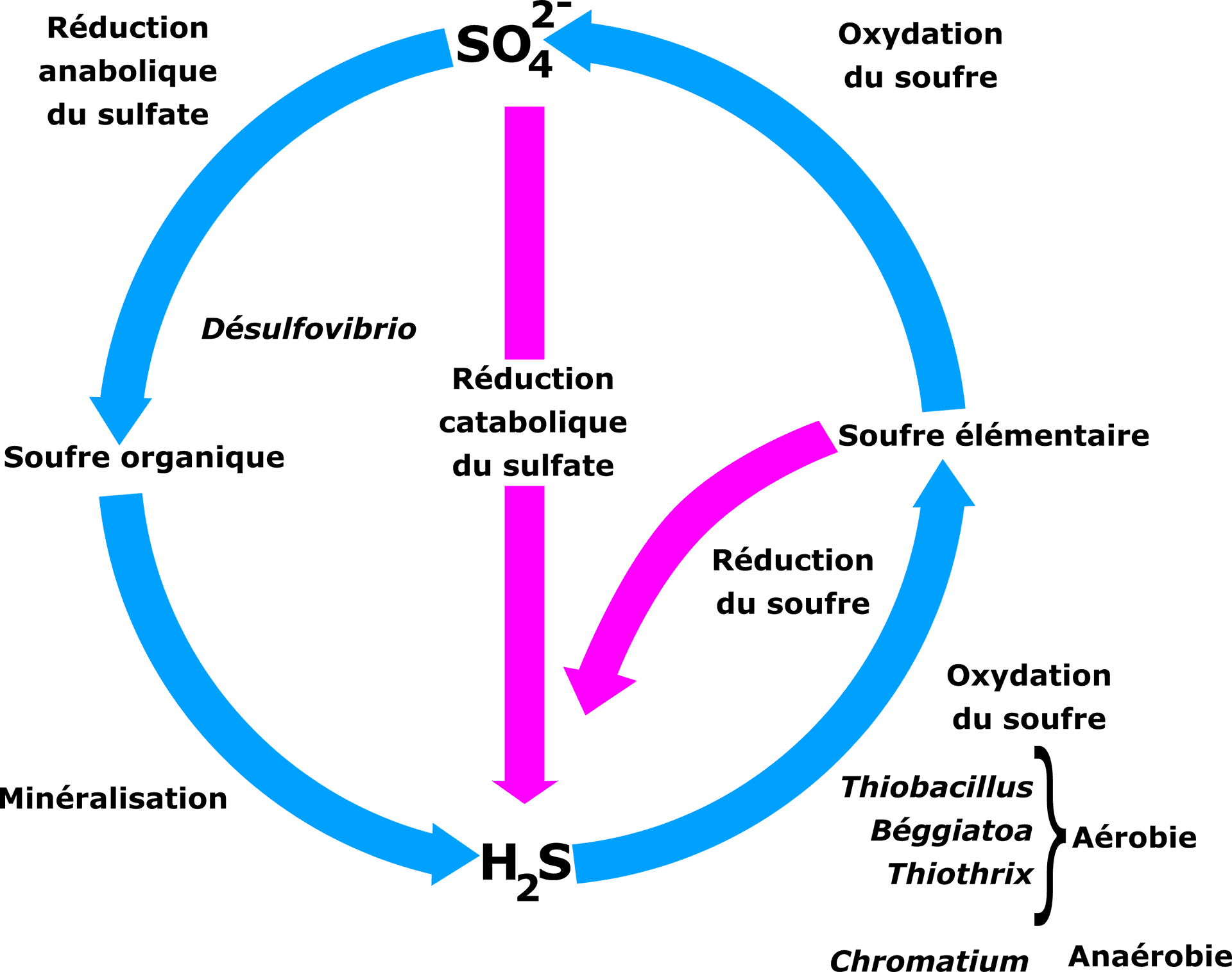 Sulfur Cycle Diagram French PNG image
