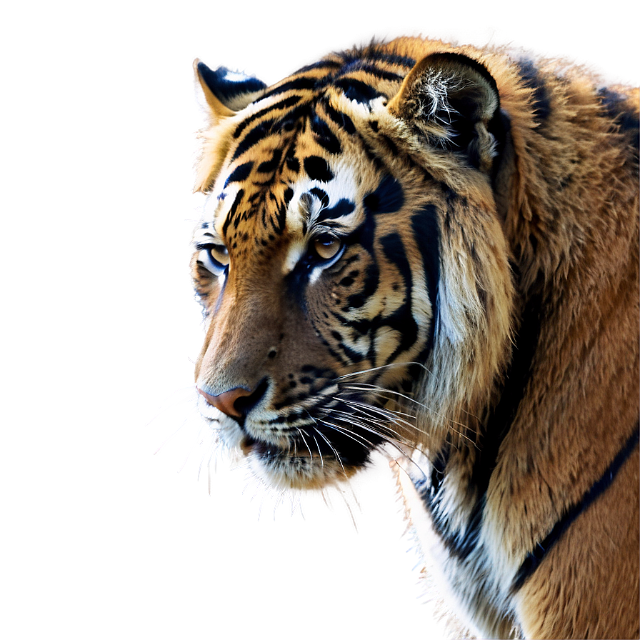 Sumatran Tiger Png 97 PNG image