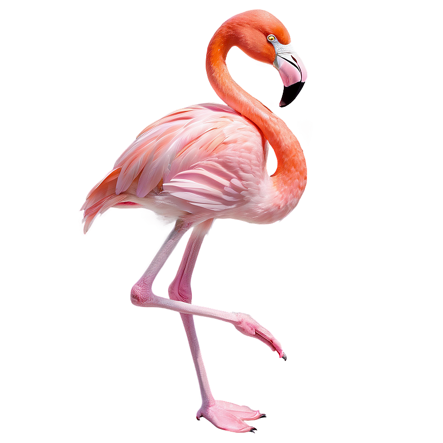 Summer Flamingo Paradise Png Xia PNG image