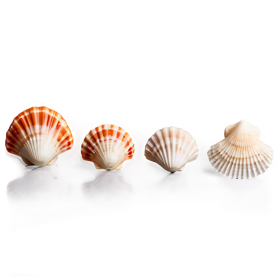 Summer Seashell Collection Png 05212024 PNG image