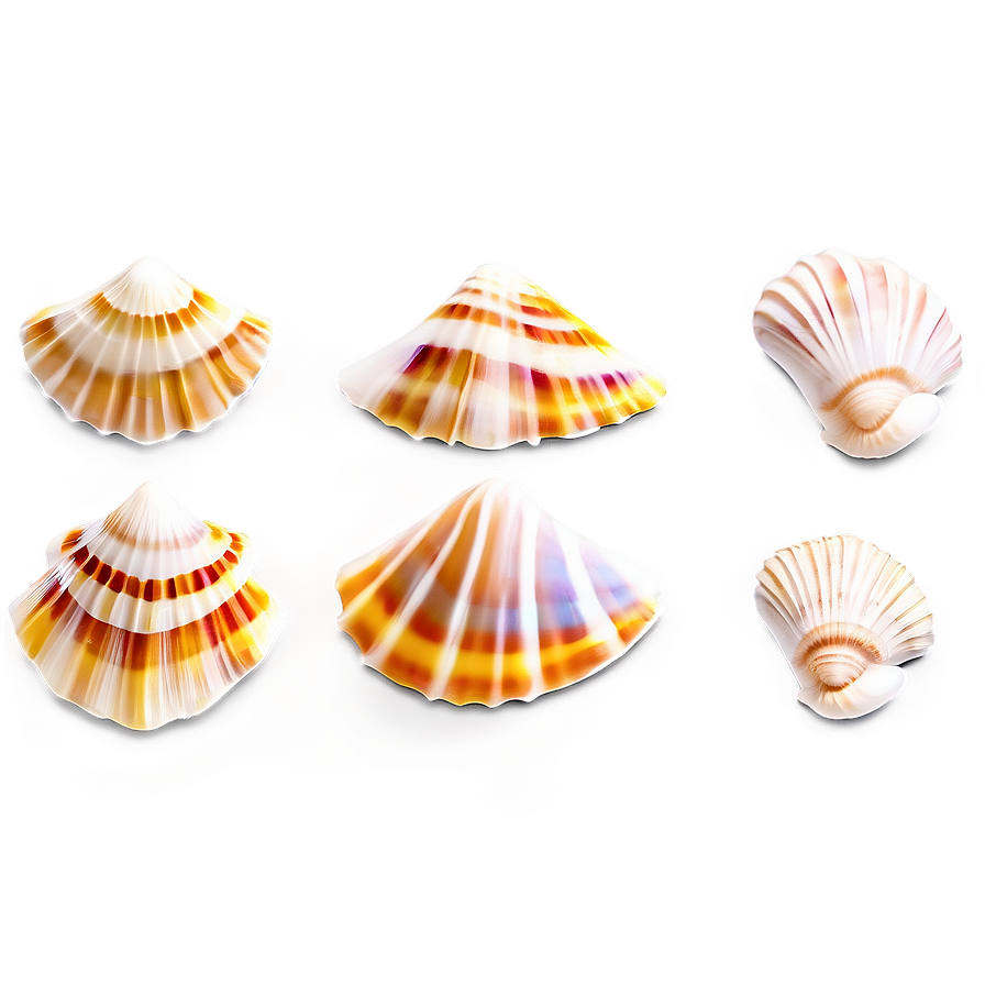 Summer Seashell Collection Png Iyh PNG image