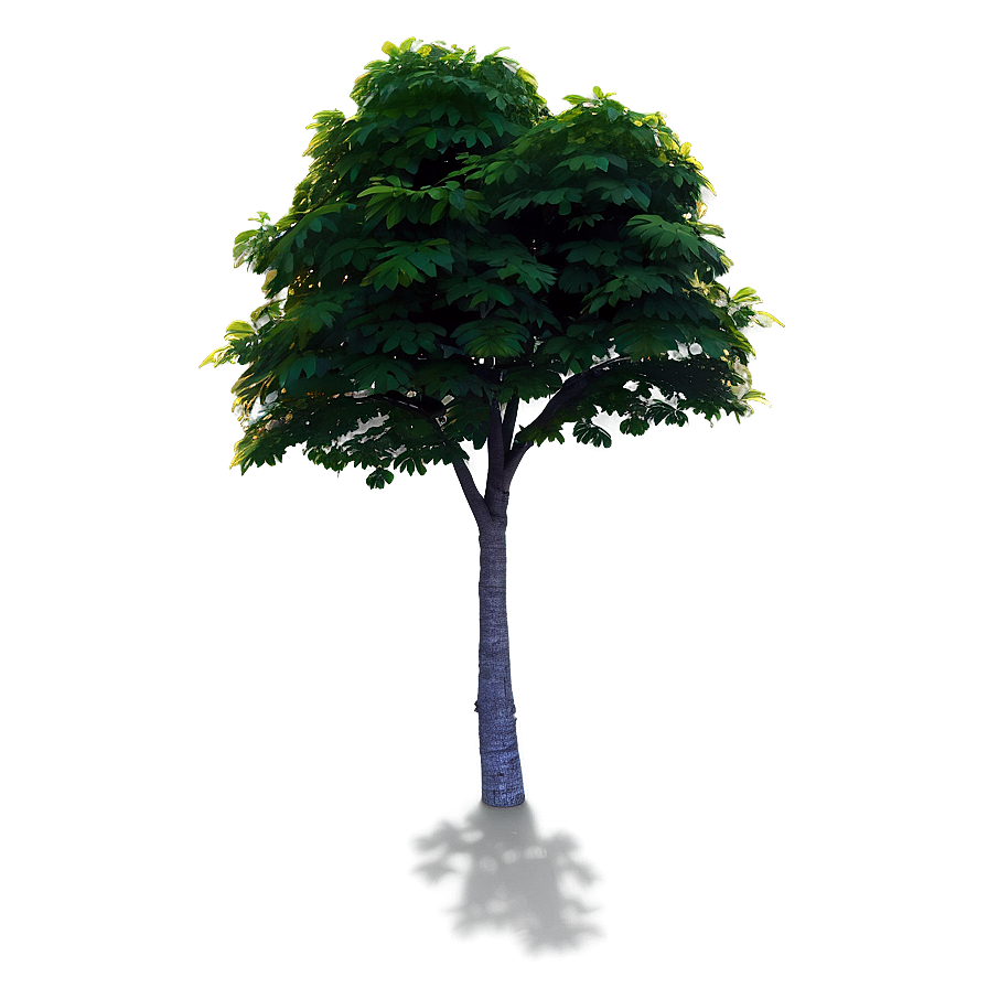 Summer Tree Shadow Png 06272024 PNG image