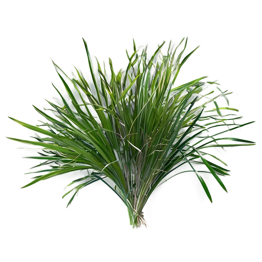 Summer Wild Grass Png Juk57 PNG image