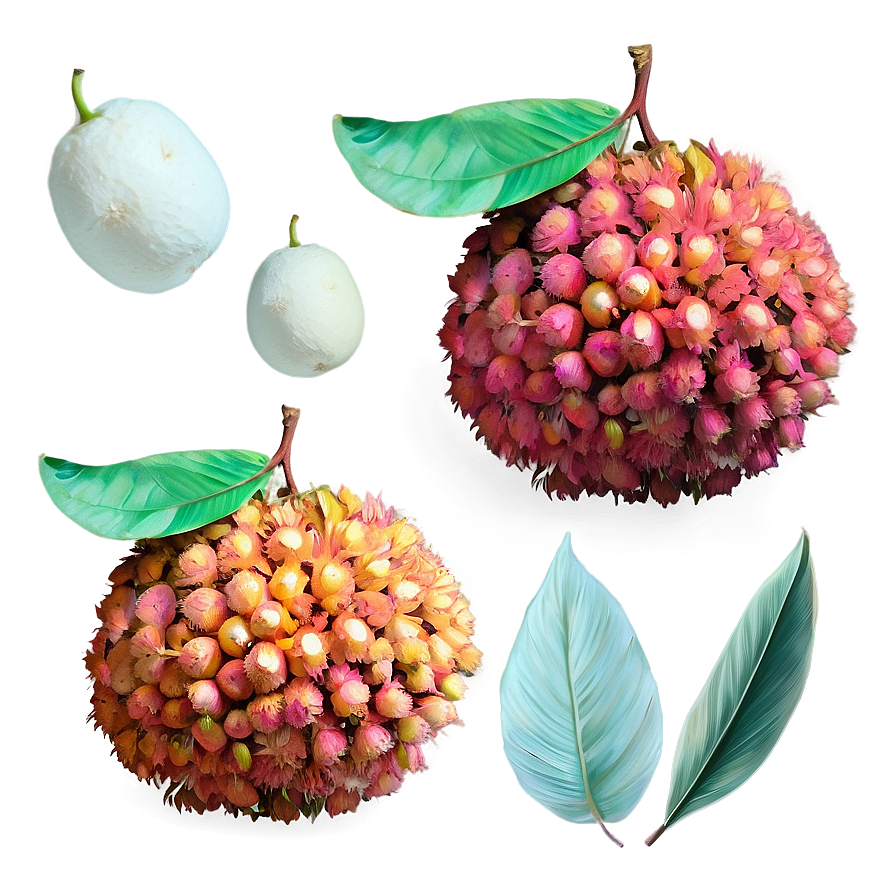 Summery Lychee Png 66 PNG image