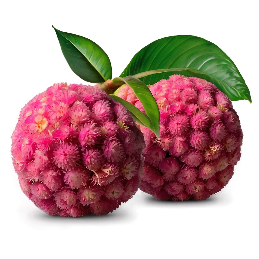 Summery Lychee Png Jno PNG image