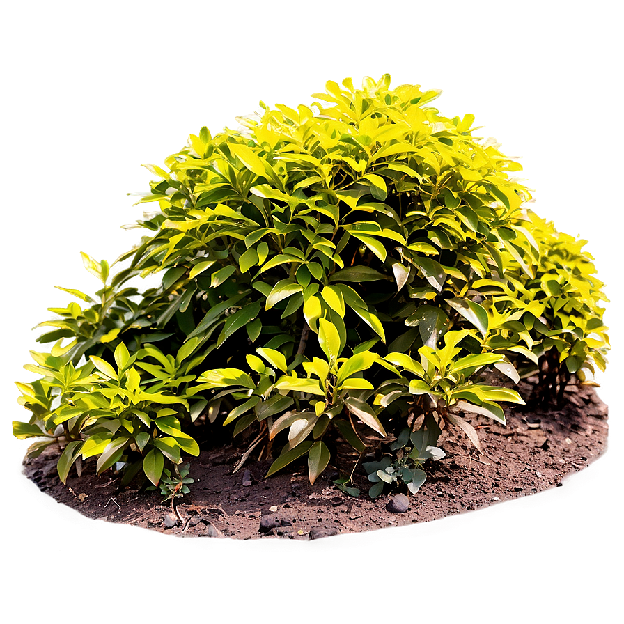 Sun Loving Shrubs Png 92 PNG image