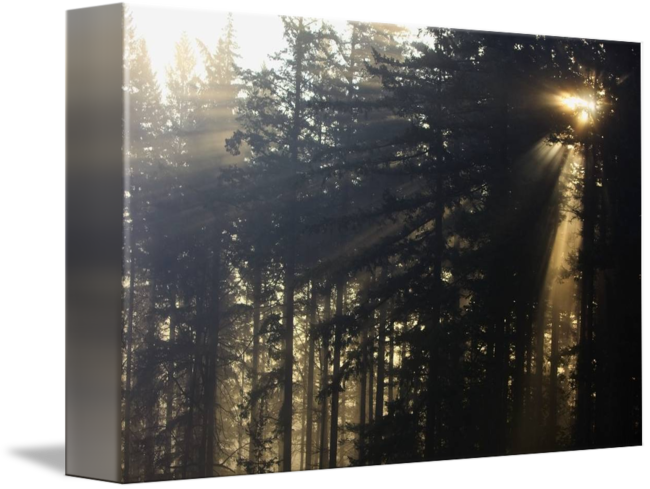 Sunbeams Through Forest Canvas PNG image