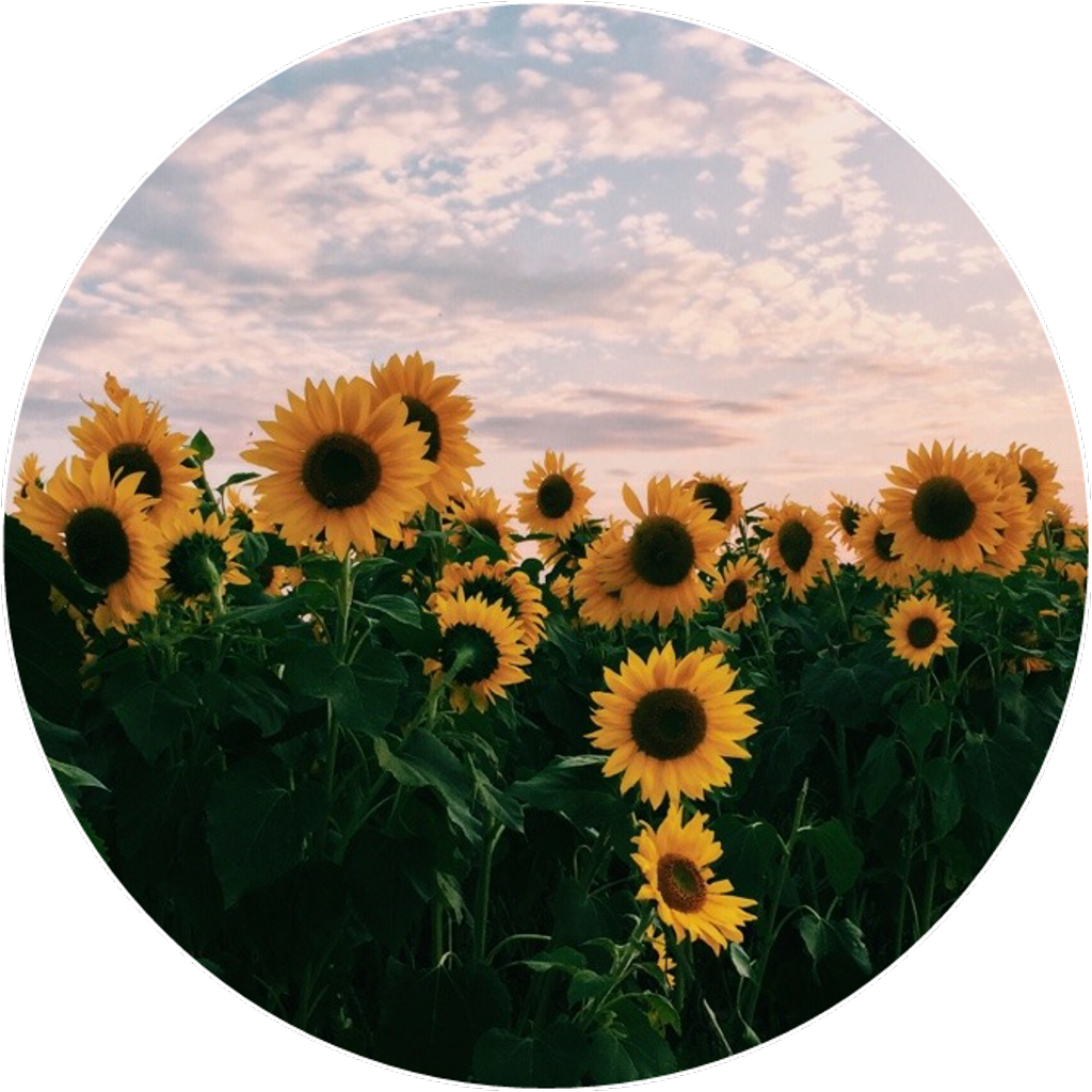 Sunflower_ Field_at_ Dusk PNG image