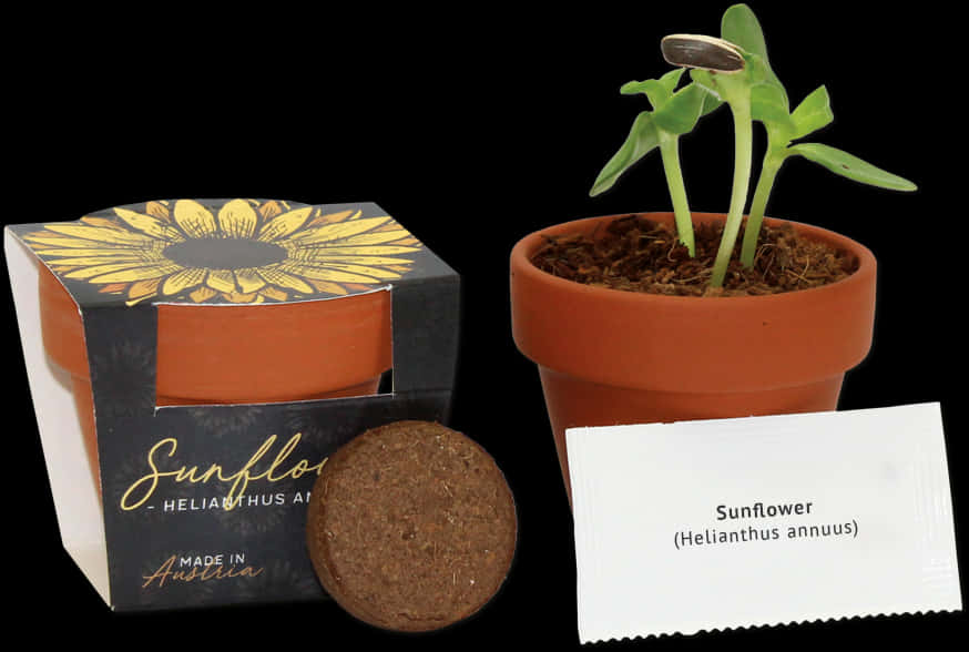 Sunflower Seedling Grow Kit PNG image