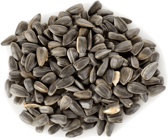 Sunflower Seeds Pile Isolated PNG image