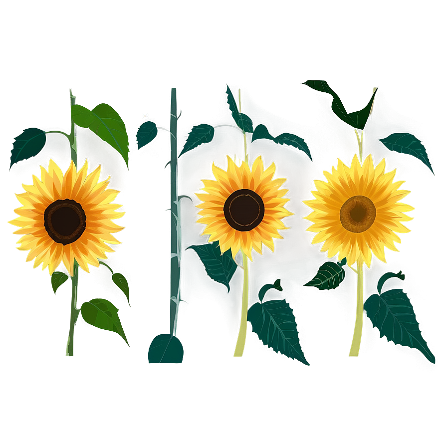 Sunflower Transparent Background Design Png Ucu25 PNG image