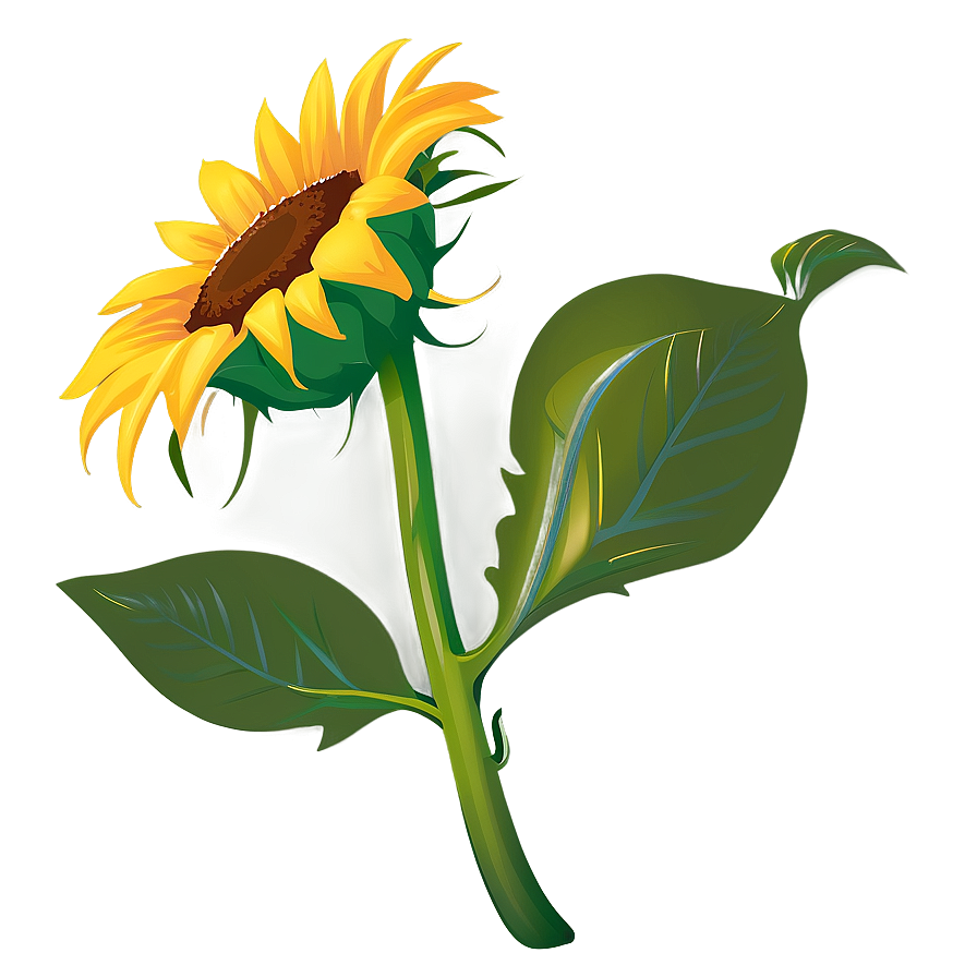 Sunflower Vector Transparent Png 05262024 PNG image