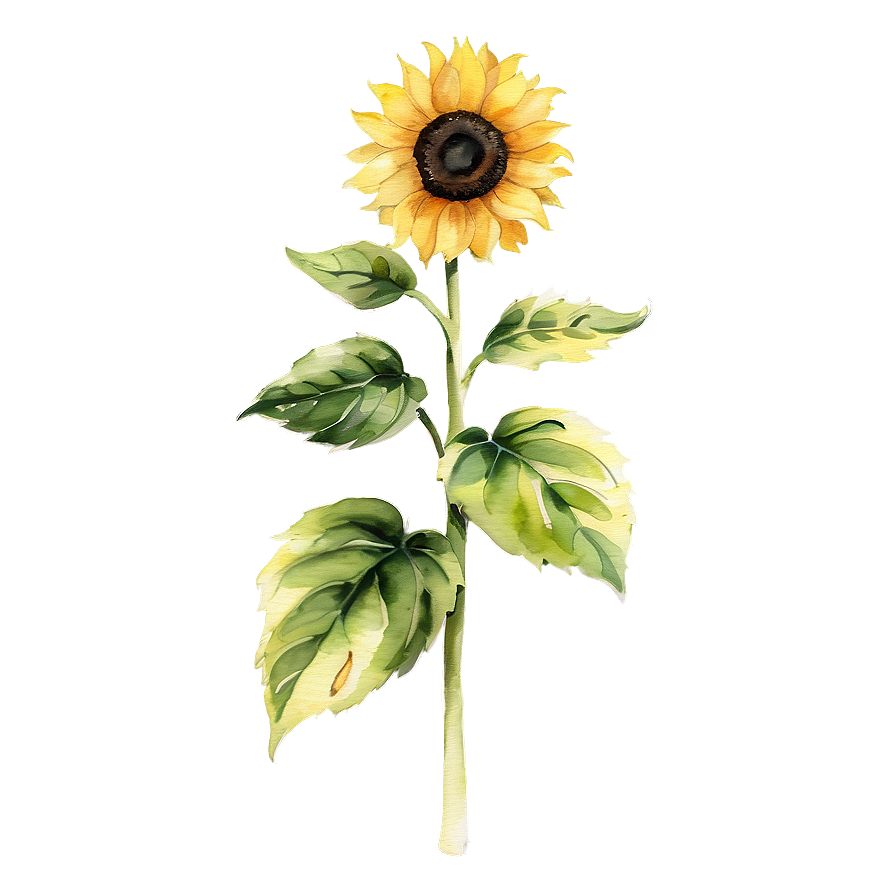 Sunflower Watercolor C PNG image