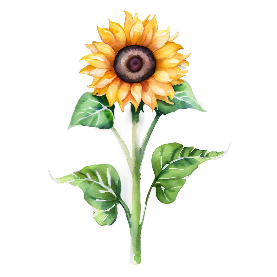 Sunflower Watercolor Decorative Element Png Kgo80 PNG image