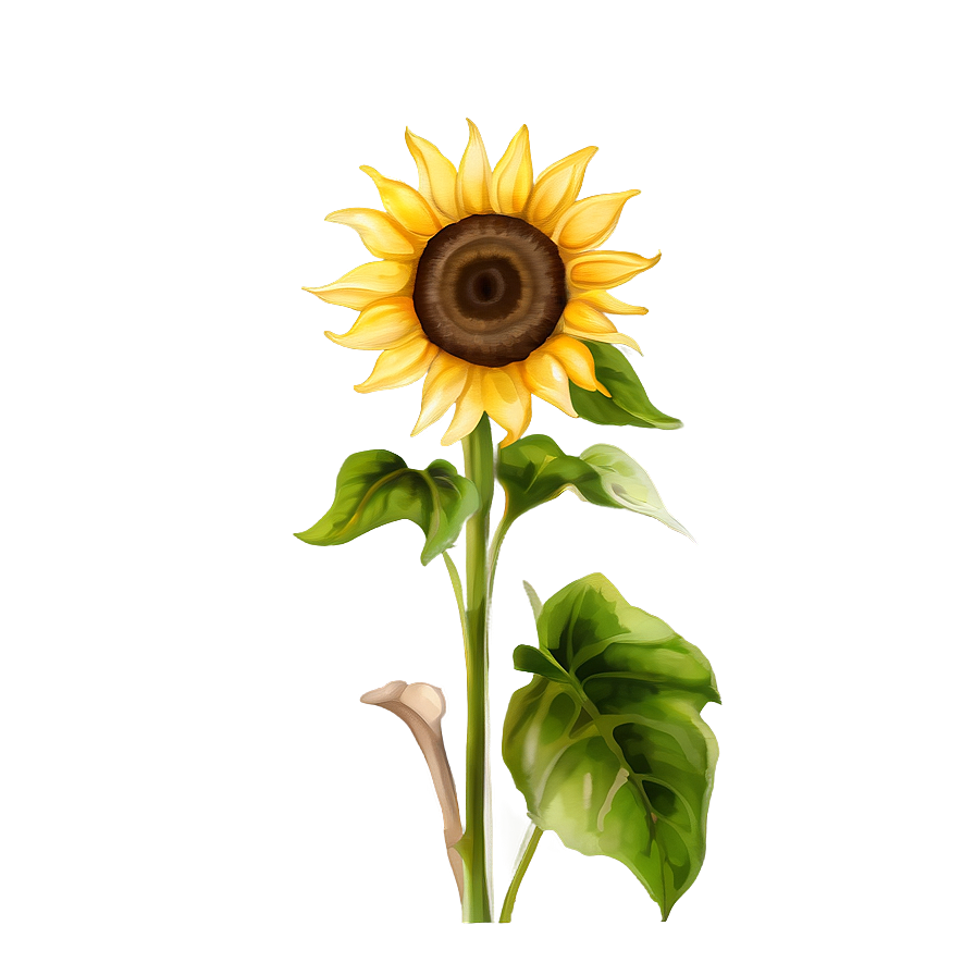 Sunflower Watercolor Illustration Png 06272024 PNG image