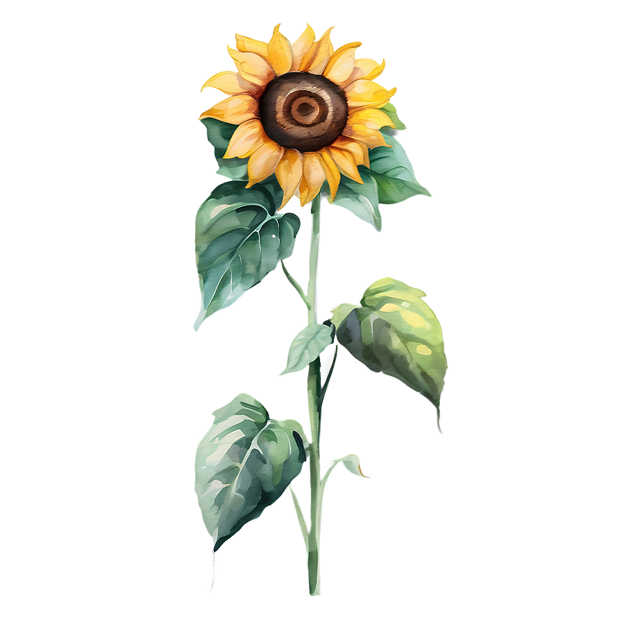 Sunflower Watercolor Illustration Png 89 PNG image