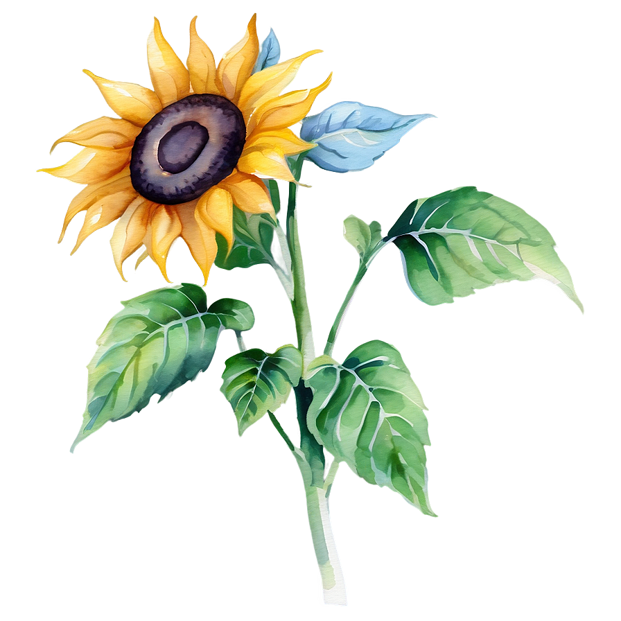 Sunflower Watercolor Image Png Scj PNG image