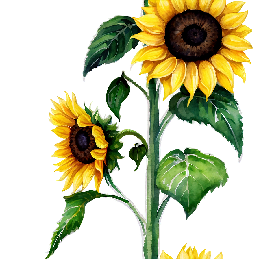 Sunflower Watercolor On Canvas Png Reo74 PNG image