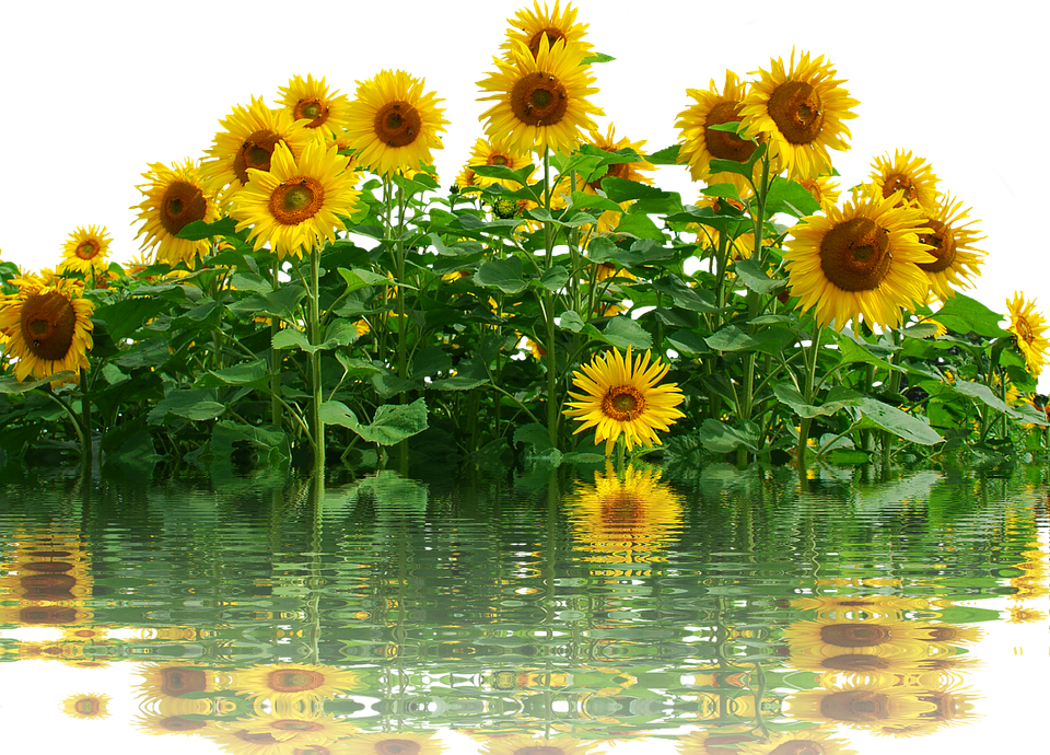 Sunflowers_ Reflecting_on_ Water PNG image