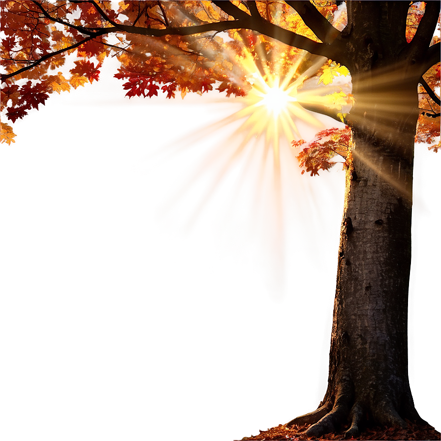 Sunlight Through Fall Trees Png 06212024 PNG image