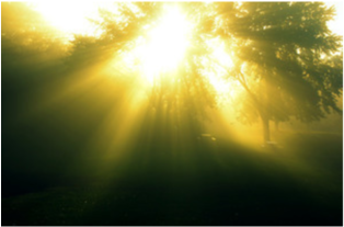 Sunlight Through Mistin Forest PNG image