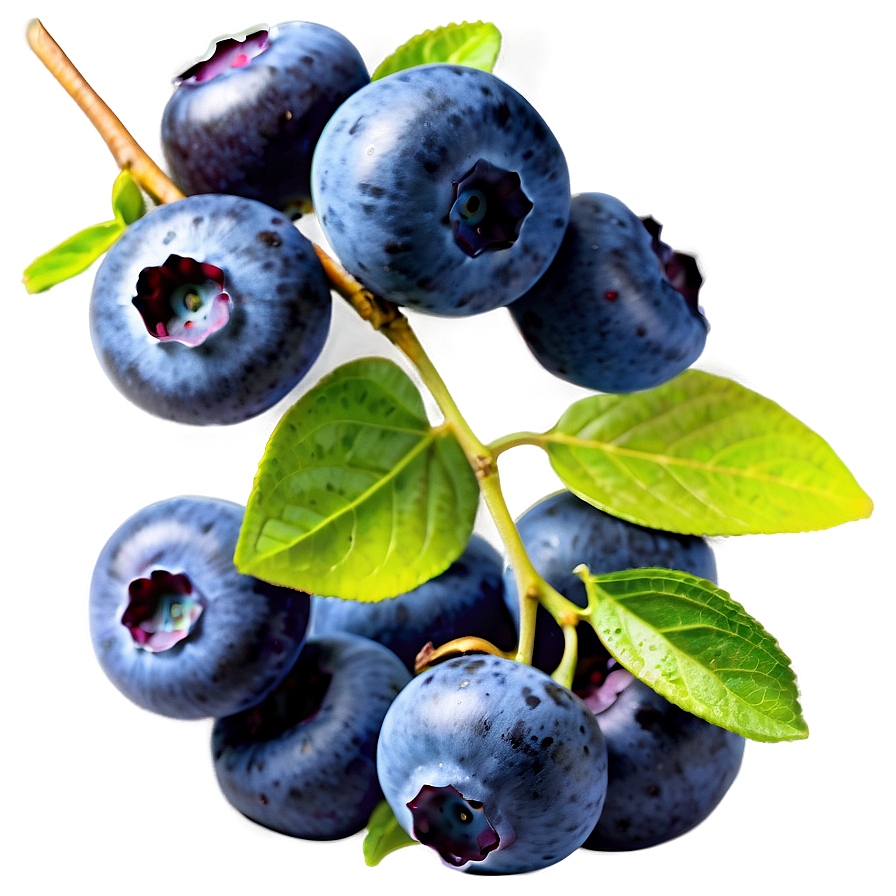 Sunlit Blueberry Png Vkc PNG image