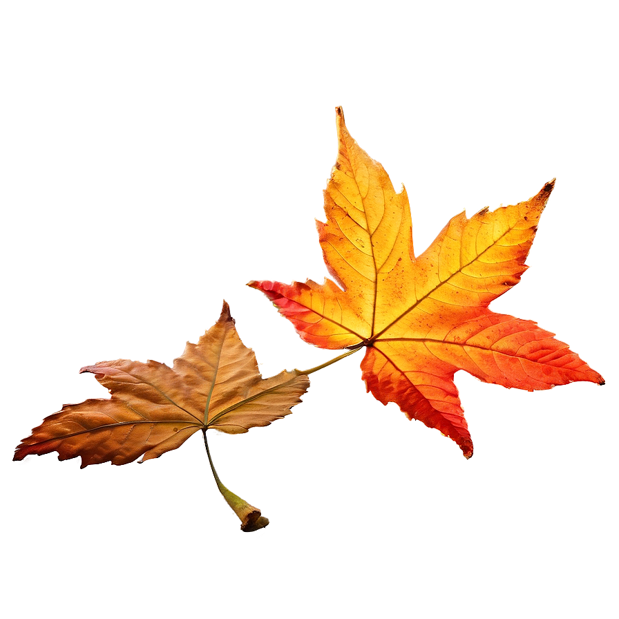 Sunlit Fallen Leaves Png Dvd62 PNG image