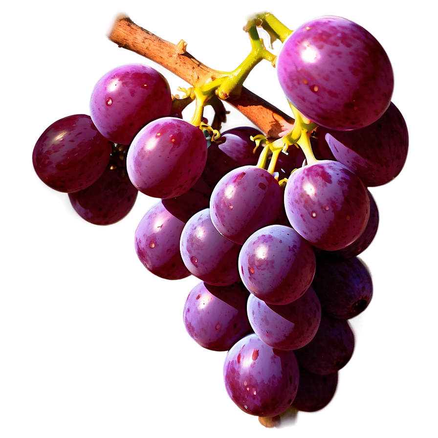 Sunlit Grape Image Png Qam PNG image