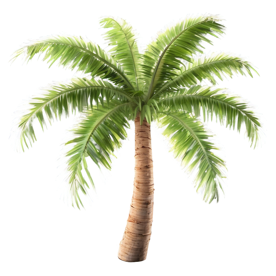 Sunlit Palm Trees Png 05042024 PNG image