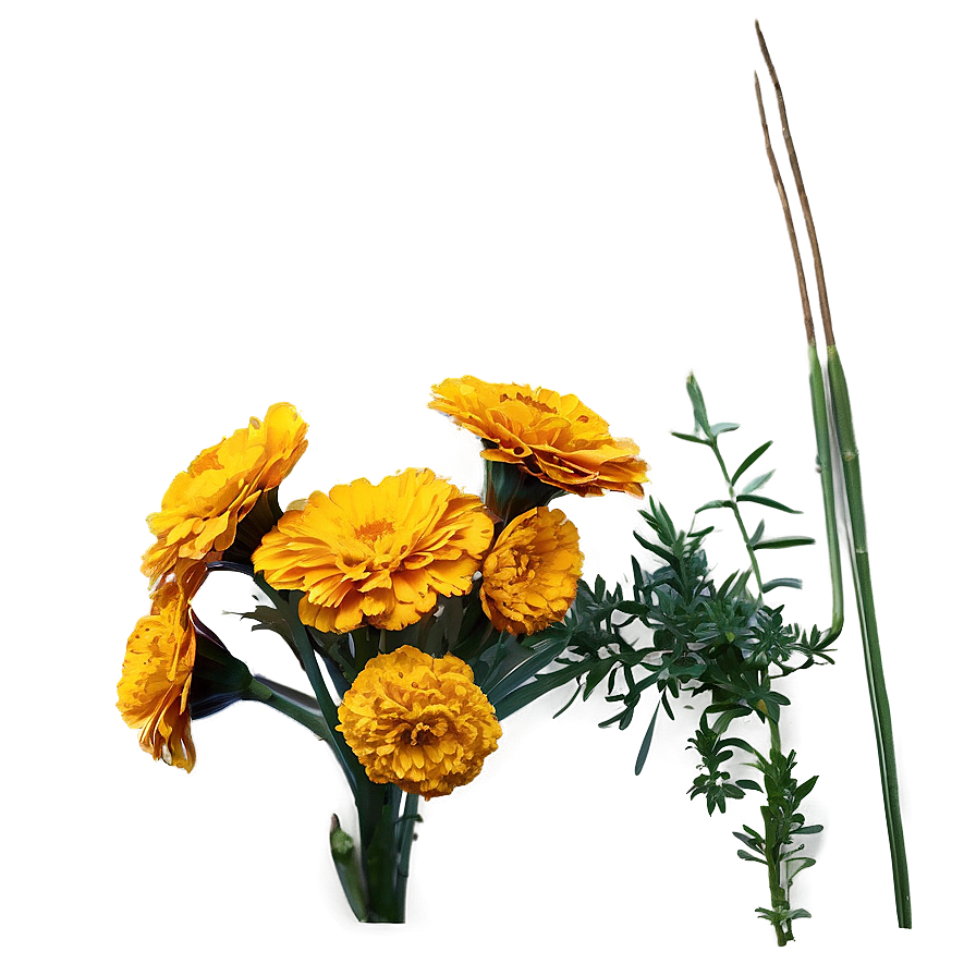 Sunny Marigold Field Png 06132024 PNG image