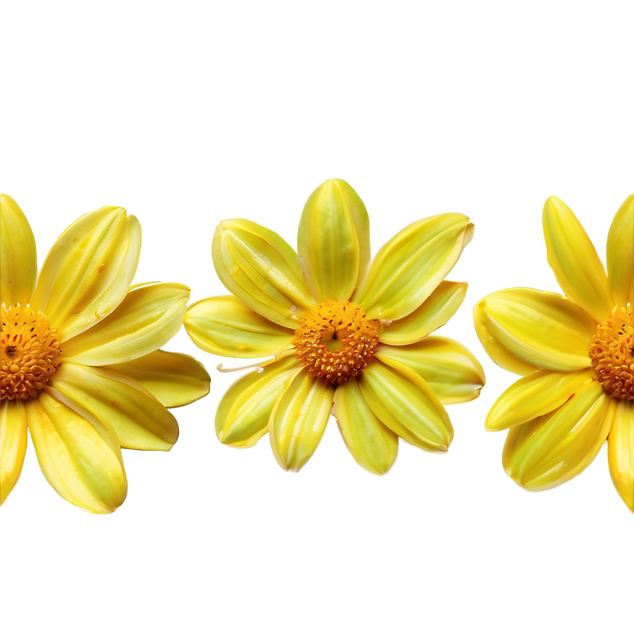 Sunny Yellow Flowers Png Ojc80 PNG image