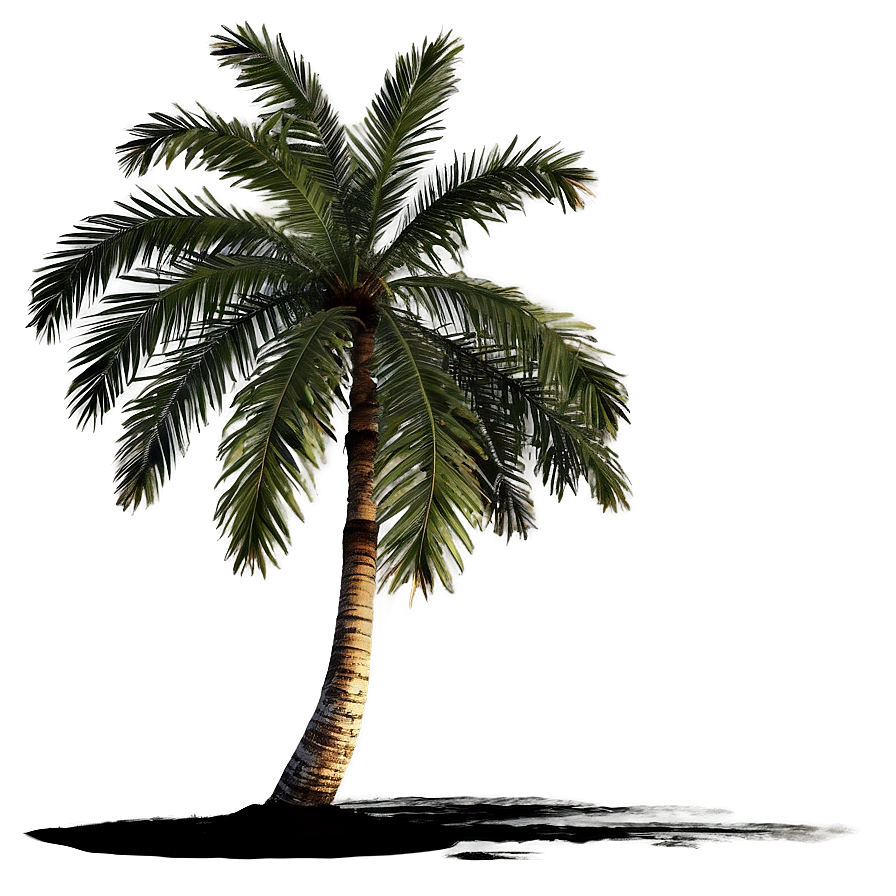 Sunset Palm Tree Png Fvj PNG image