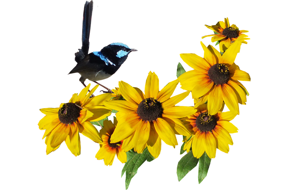 Superb_ Fairywren_on_ Yellow_ Flowers PNG image