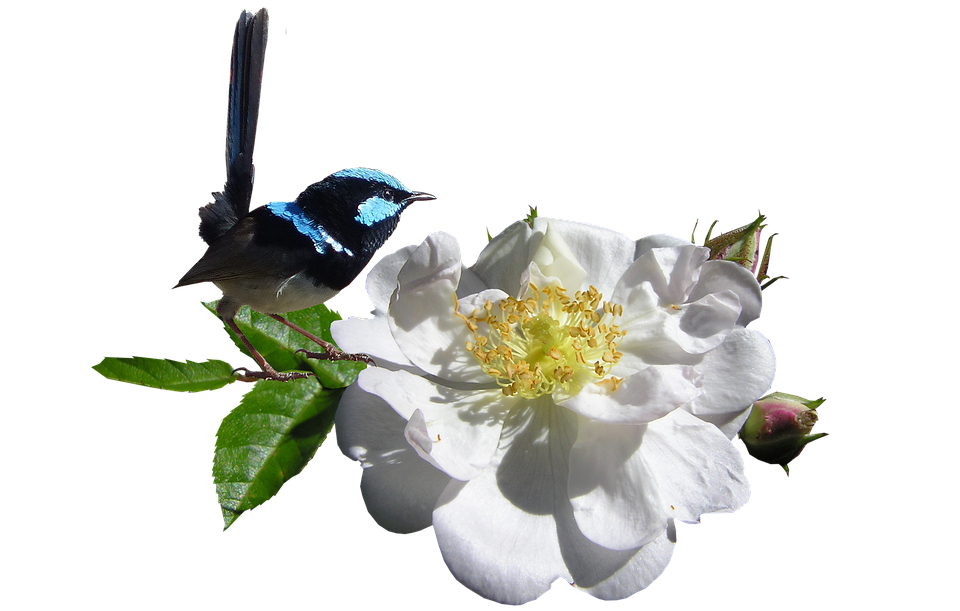 Superb Fairywrenon White Flower PNG image